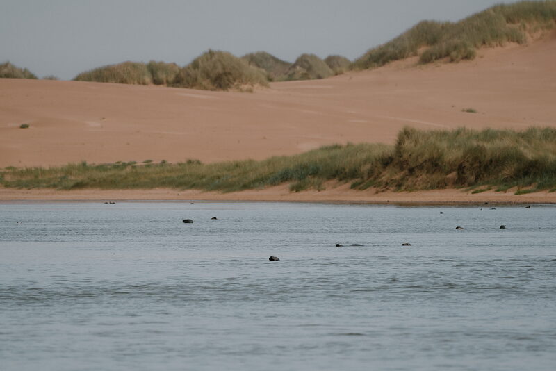 Newburgh Seal Beach