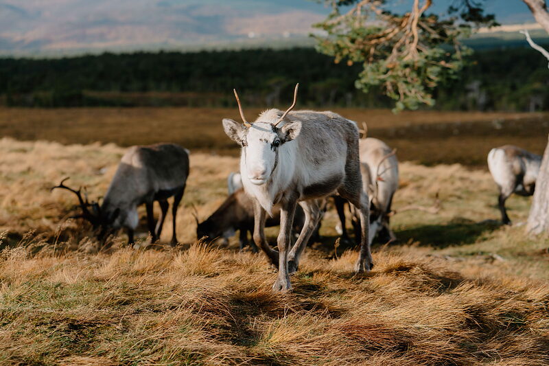 The Cairngorm Reindeer Centre
