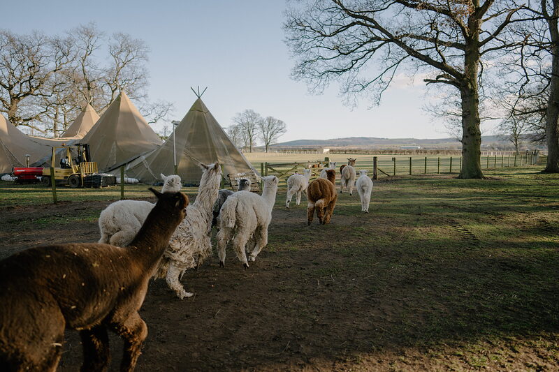 John Muir Alpacas