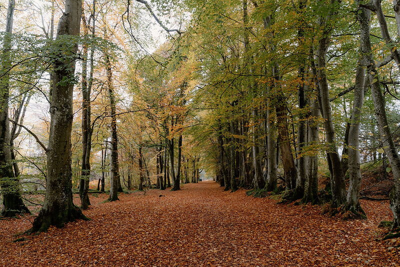 Lady Mary's Walk