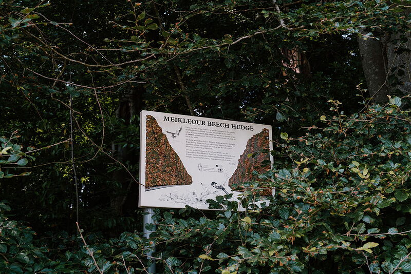 Meikleour Beech Hedge